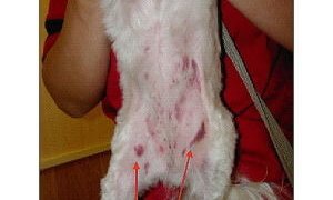 犬の血小板減少症の症状画像