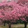 東京近郊の早咲き桜の種類