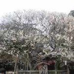 遅咲き桜の種類