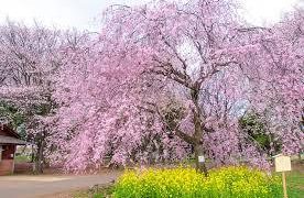 遅咲き桜の花見ができる場所