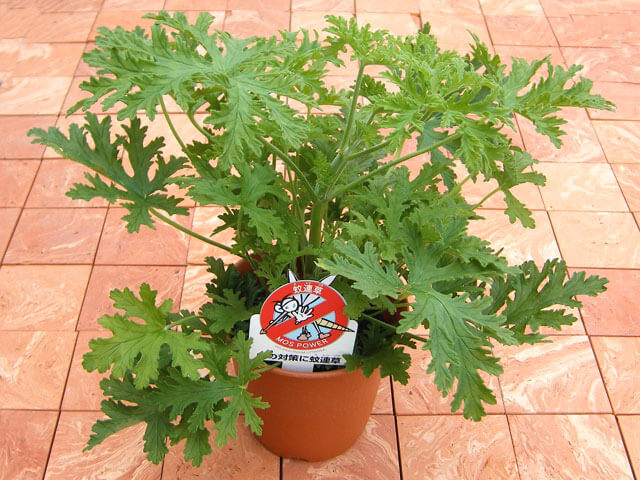 蚊嫌草 蚊連草 の効果と置き場所 育て方 トリビアーノ