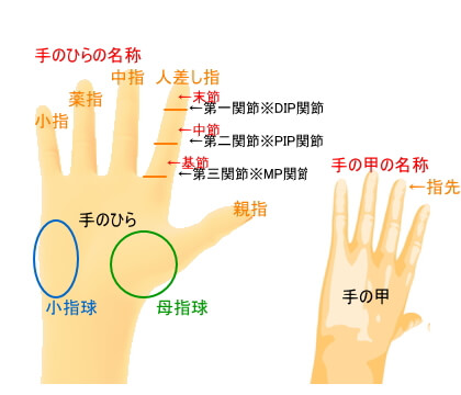 指の名前 由来を説明できますか 各指は英語で何て言う トリビアーノ