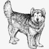 pngtree-drawing-animals-sketch-png-clipart_565286